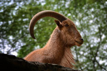 Mountain goat with bighorn