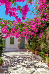 Traditional alley with whitewashed houses and a full blooming bougainvillea in Prodromos Paros...
