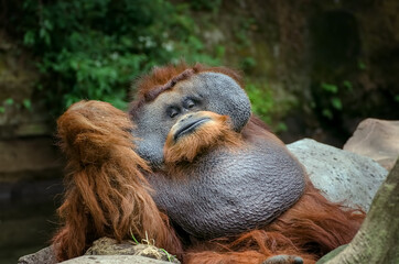 Portrait of a big male orangutan © DS light photography