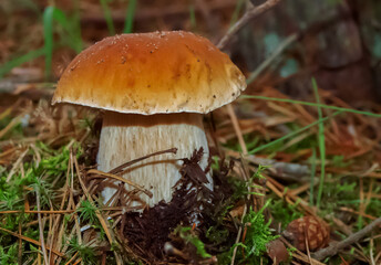 White mushroom, boletus growing in summer forest