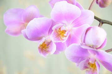 Naklejka na ściany i meble Pink orchids flowers for background with space for text