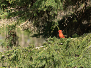 red cardinal bird in a tree