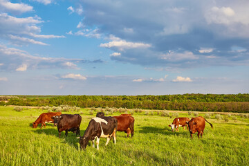 Naklejka na ściany i meble Cows grazing on a green meadow