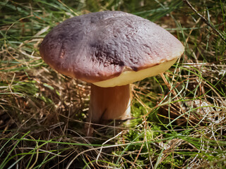 White mushroom, boletus grows near the road