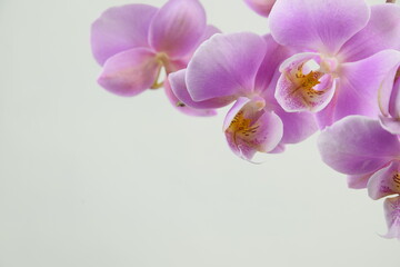 Fototapeta na wymiar Pink orchids flowers for background with space for text