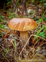 White mushroom, boletus growing in the autumn forest