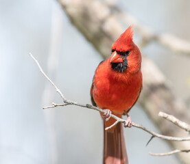 red cardinal on a branch