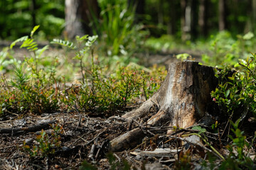 Fototapeta na wymiar Brown and grey trunk of a felled tree against a background of green leaves of berries and grasses and forest. Strong and natural light. Sunny day. Meadow. Wild nature. Spring. Summer.