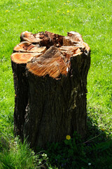 Brown and grey trunk of a felled tree casting a shadow against a background of green grass and flowers. Strong and natural light. Sunny day. Natural background. Meadow. Park. Spring. Summer.