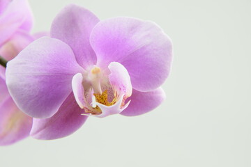 Naklejka na ściany i meble Pink orchids flowers for background with space for text