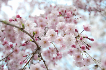 Blooming cherry Cherry blossoms in Japan Blossoming pink tree Traditional Japanese Garden