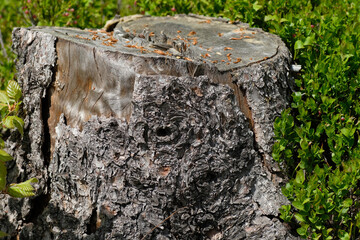 Brown and grey trunk of a felled tree against a background of green berry leaves. Strong and natural light. Sunny day. Natural background. Forest. Wild nature. Spring. Summer.