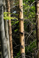 Light brown tree of withering pine on a background of green leaves. Natural light. Sunny day. Natural background. Forest. Wild nature. Spring. Summer. Vertical lines.