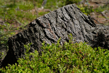 Brown and grey trunk of a felled tree against a background of green berry leaves. Strong and natural light. Sunny day. Natural background. Forest. Wild nature. Spring. Summer.