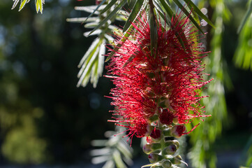 wild flower;red;tropical,exotic