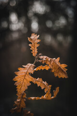Fototapeta na wymiar Dry oak leaf close up. Dry leaf on macro photo.