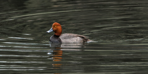 red head duck (Aythya americana) male drake swimming in rippled water; water droplets visible on...