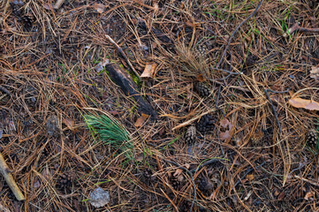 soil of autumn coniferous forest