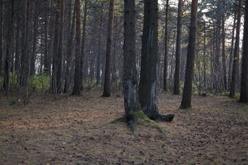 Fototapeta premium a ray of light in a meadow between coniferous trees in the park