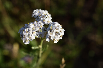 baskets of tiny white flowers . medicinal herb
