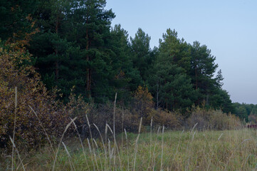 coniferous forest edge in autumn