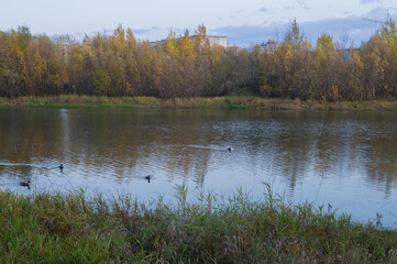 two ducks swim on a pond in a park in the city center