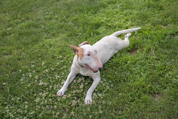 Dog breed bull terrier on the grass.