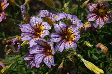 purple and yellow flowers