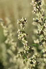 flower buds just before development  Artemisia vulgaris