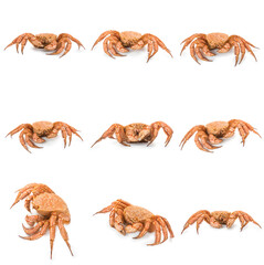 fresh cooked crab quadrangular hairy or red crab isolated on white background