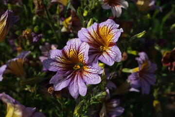 purple and yellow flowers