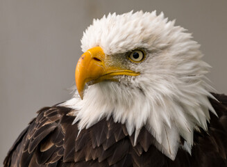 american bald eagle