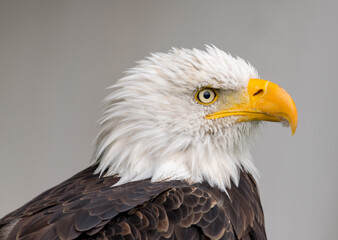 Obraz premium american bald eagle