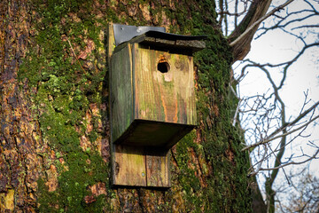 Green wooden bird box fixed to a tree covered in green moss on an autumn day