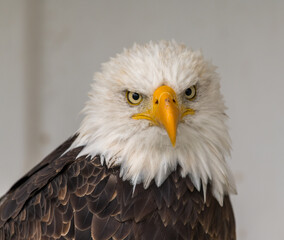 american bald eagle