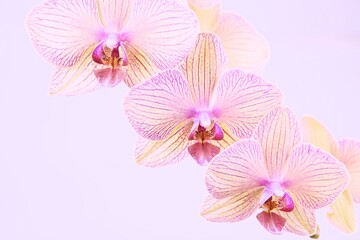 Three orchids flowers for background with space for text