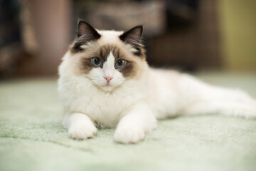Obraz premium Beautiful young white purebred Ragdoll cat with blue eyes