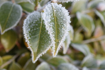 frost on a leaf