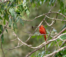 cardinal on a branch