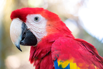 Guacamaya