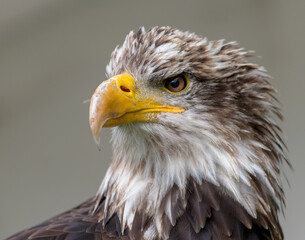 american bald eagle