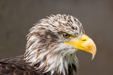 portrait of a bald eagle