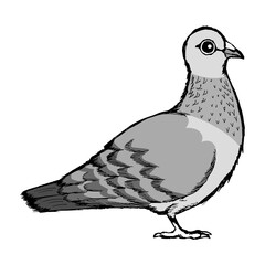 City dove. Motives of nature and animals