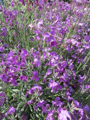 Obraz premium purple flowers in the garden