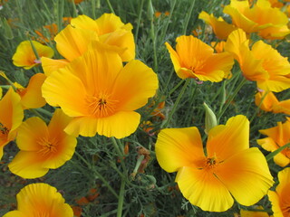 yellow flowers in the garden