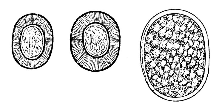 Eggs of tapeworms: Taenia solium (left), Taenia saginata (center) and Diphyllobothrium (right). Illustration of the 19th century. Germany. White background.