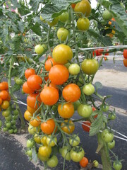 tomatoes in the garden