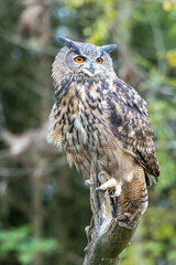 great horned owl