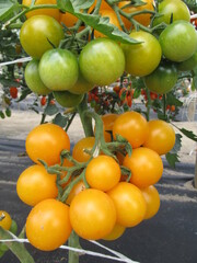 tomatoes in a greenhouse