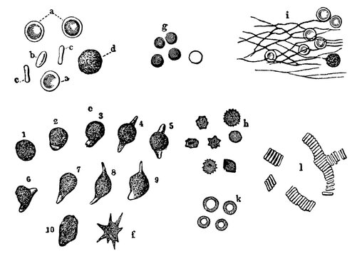 Human blood cells, seen through the microscope. Illustration of the 19th century. Germany. White background.